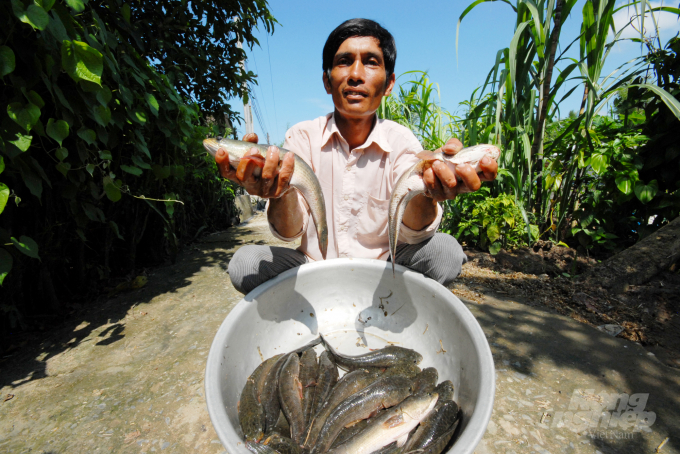 Ngành nông nghiệp An Giang đang xây dựng thương hiệu cá lóc giống sạch theo tiêu chuẩn Global GAP của ấp Mỹ Quý. Ảnh: Lê Hoàng Vũ.