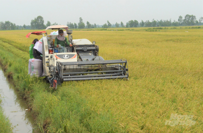 Năm 2022, Kiên Giang triển khai sản xuất lúa với tổng diện tích trên 704 ngàn ha, sản lượng thu hoạch hơn 4,4 triệu tấn, trong đó hơn 50% diện tích được liên kết tiêu thụ. Ảnh: Trung Chánh.