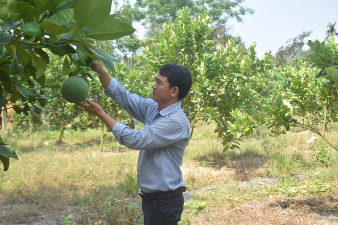 Binh Dinh has many areas for growing green grapefruit, the most in Hoai An district. Photo: V.D.T.