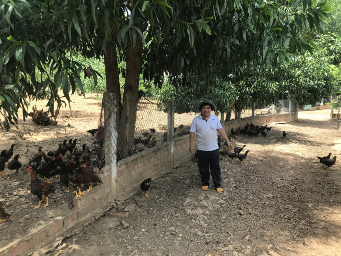 Bình Định sẽ có chính sách khuyến khích người dân các huyện miền núi nuôi gà thả đồi để cải . Ảnh: V.Đ.T.