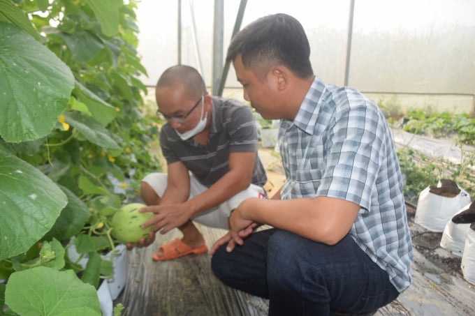 Mô hình trồng dưa lưới công nghệ cao tại huyện Hoài Ân (Bình Định). Ảnh: V.Đ.T.