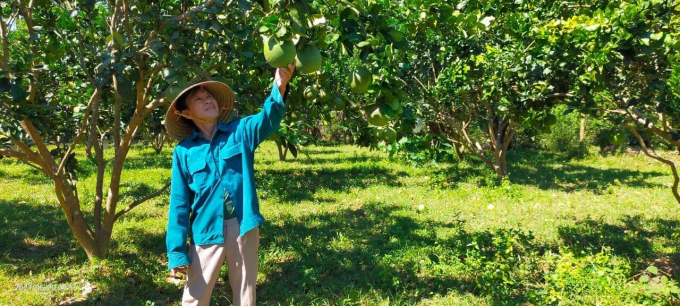 In this July, Hoai An district (Binh Dinh) will develop area codes for pomelo trees to prepare for Sinh Loi Group to purchase and export to China. Photo: V.D.T.