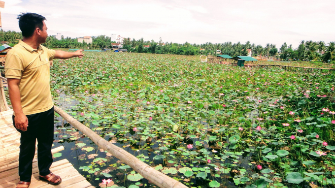 For the past few years, Nguyen Xong has devoted all his heart to a 10-hectare lotus pond. Photo: V.D.T.
