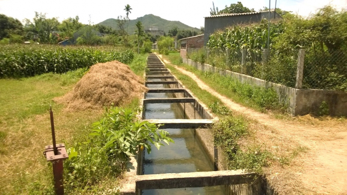 Người dân trồng ngô và rau màu trong hành lang bảo vệ kênh. Ảnh: Đình Thung.