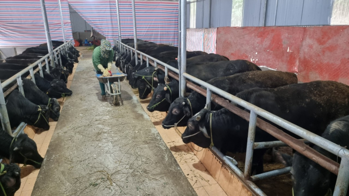 Mô hình chăn nuôi trâu bò của HTX Hùng Mạnh, xã Nguyên Phúc, huyện Bạch Thông. Ảnh: Toán Nguyễn.
