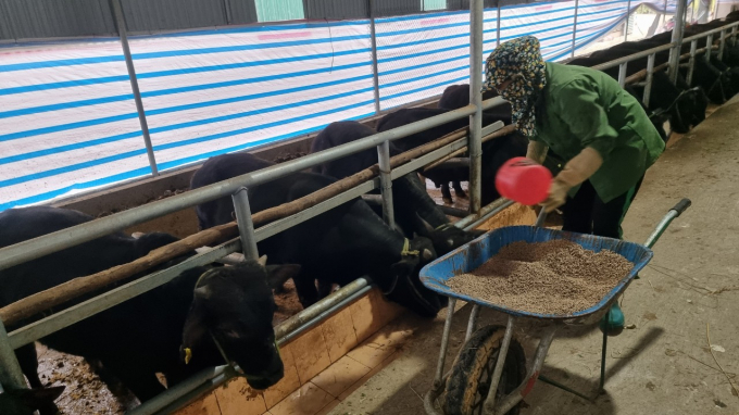 Nuôi nhốt đại gia súc quy mô lớn đang trở thành xu hướng phát triển chăn nuôi trên địa bàn tỉnh Bắc Kạn. Ảnh: Toán Nguyễn.