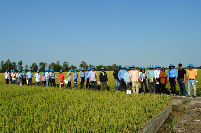 Kế hoạch phát triển vùng nguyên liệu lúa chất lượng cao dự kiến có thể lên tới 300.000ha.