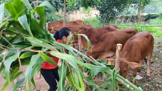 Chăn nuôi bán chăn thả tại huyện Na Rì. Ảnh: Toán Nguyễn.