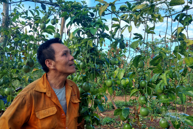 Ông Trần Thái, thôn Đại Độ (xã Hướng Phùng) thất thần trước vườn chanh leo gần 1 năm tuổi bị bệnh vàng lá. Ảnh: Võ Dũng.