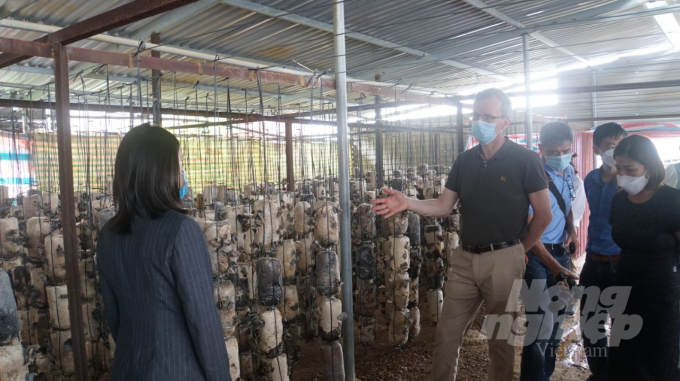 Phái đoàn Liên minh Châu Âu tại Việt Nam đang hỏi Lê Cẩm Hà về chuyện sản xuất nấm của trang trại. Ảnh: Nhân vật cung cấp.