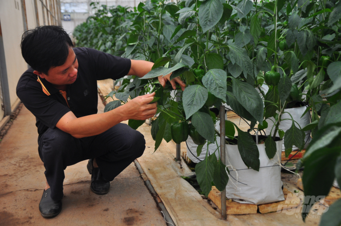 Chi cục Trồng trọt và BVTV Lâm Đồng đã đề xuất Cục BVTV cấp 1 mã số vùng trồng ớt chuông của HTX Dịch vụ nông nghiệp tổng hợp An Phú (huyện Đức Trọng). Ảnh: Minh Hậu.