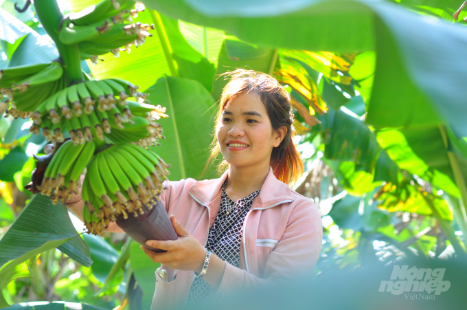 Chi cục Trồng trọt và BVTV Lâm Đồng đề xuất Cục BVTV cấp mã số vùng trồng chuối Laba của HTX chuối Laba Banana Đạ K'Nàng (huyện Đam Rông, Lâm Đồng). Ảnh: Minh Hậu.