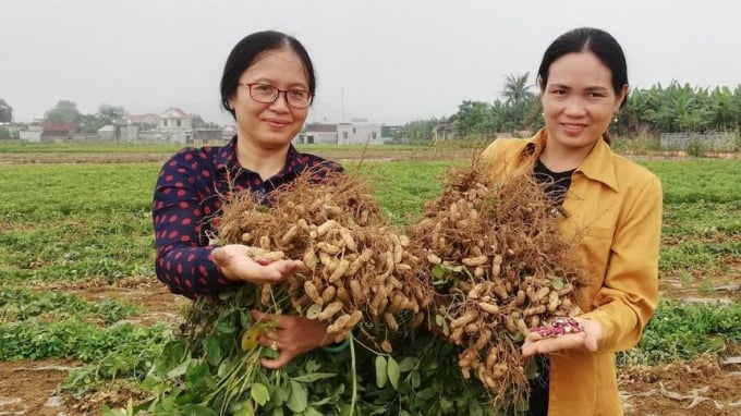 Lạc là một trong số các mặt hàng nông sản có chất lượng của Nghệ An. Ảnh: BNA.