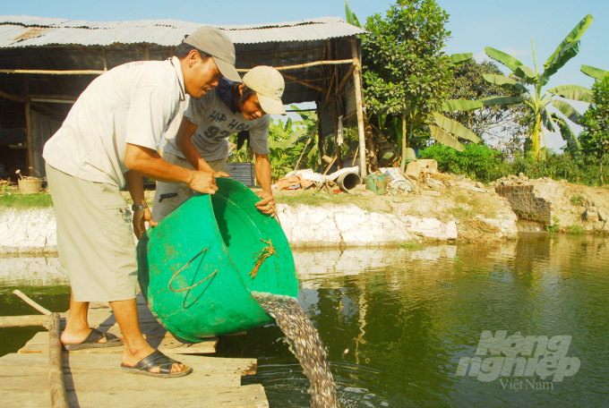 Hiện nay An Giang đang thu hút nhiều doanh nghiệp thủy sản lớn thực hiện chuỗi liên kết sản xuất cá tra 3 cấp. Ảnh: Lê Hoàng Vũ.