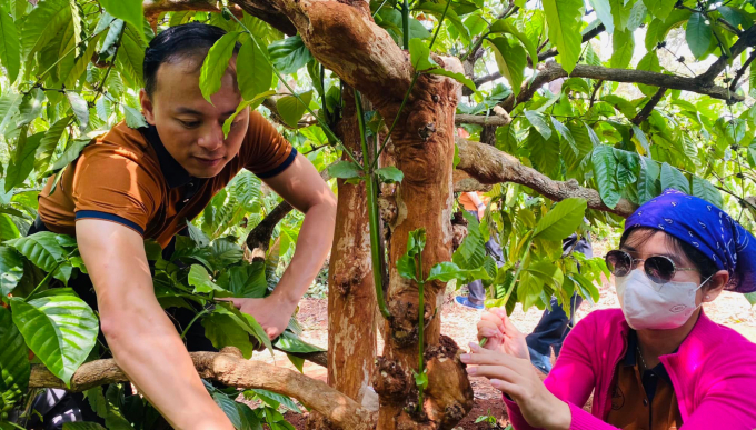 Các học viên tận tay chăm sóc vườn cà phê theo quy trình hữu cơ khi tham gia lớp học. Ảnh: Quang Yên.