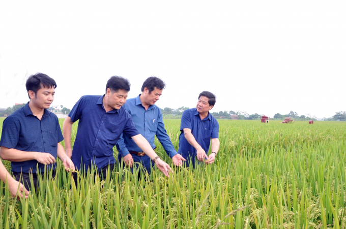 MARD Deputy Minister Le Quoc Doanh (far right) visits an organic rice farming model implemented by Vinh Phuc AE Center. Photo: Hoang Anh.