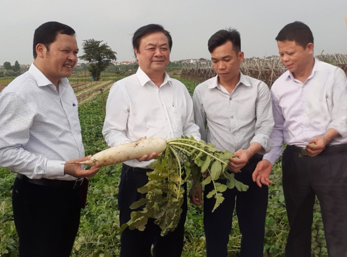 MARD Minister Le Minh Hoan (2nd from left) visits an organic vegetable production area in Hanoi. Photo: TL.