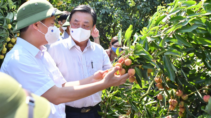 Minister Le Minh Hoan during his visit to a lychee growing model for export in Hai Duong. Photo: TL.