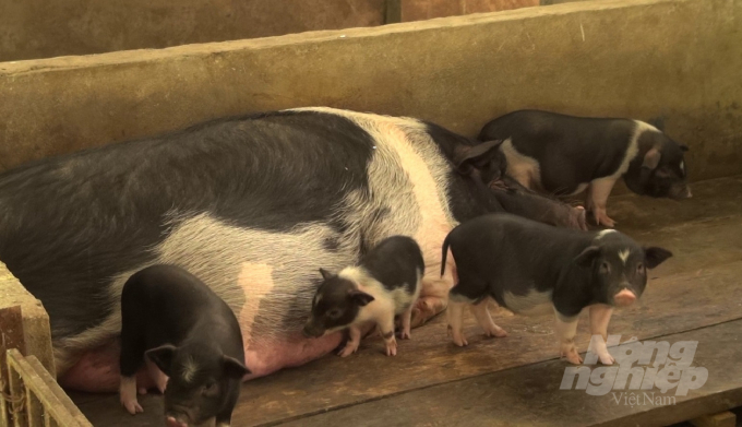 Mô hình lợn nuôi lợn đen bản địa đang được phát triển nhân rộng tại Hà Giang. Ảnh: Đào Thanh.