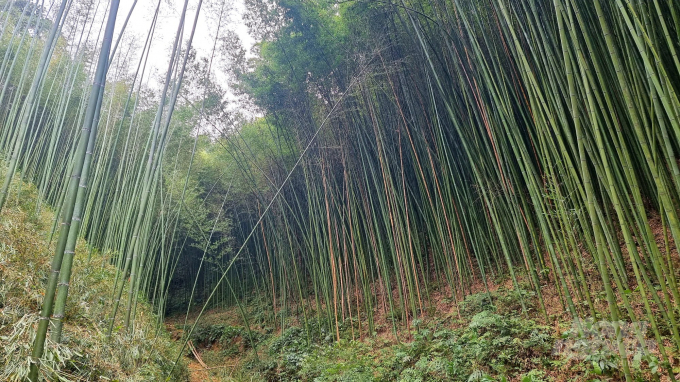 Những rừng trúc xanh ngút ngàn ở huyện Nguyên Bình. Ảnh: Toán Nguyễn.