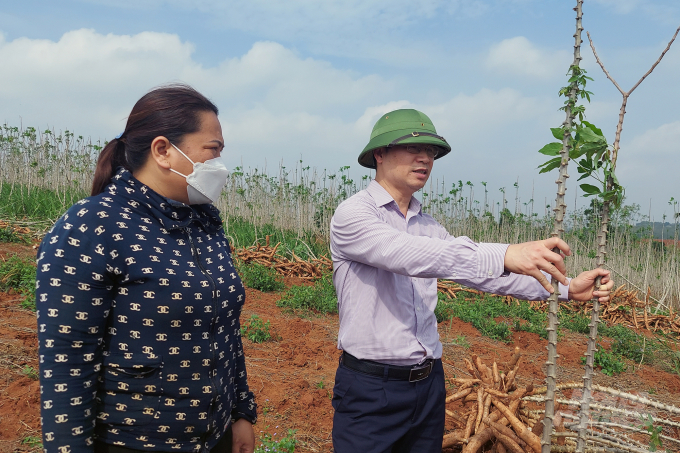 Ông Nguyễn Quý Dương kiểm tra tình hình bệnh khảm lá sắn tại các tỉnh phía Nam. Ảnh: TL.