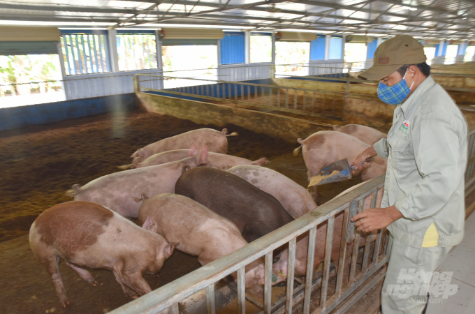 Tái đàn lợn là nhiệm vụ quan trọng hàng đầu của ngành chăn nuôi Thừa Thiên - Huế. Ảnh: Việt Khánh.