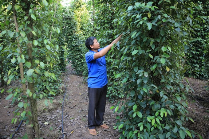In order for pepper products to meet the standards for export to the US market, it is necessary to follow a standard farming process according to the program of the public-private partnership group. Photo: Hong Thuy.