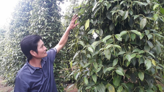 Pepper growing area in the Central Highlands is increasingly seriously degraded, significantly affecting the quality of pepper. Photo: Hong Thuy.