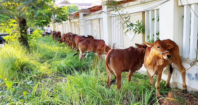 Những con bò giống được chuẩn bị trao tặng cho các hộ nghèo tại huyện Hòa Vang. Ảnh: BTC.