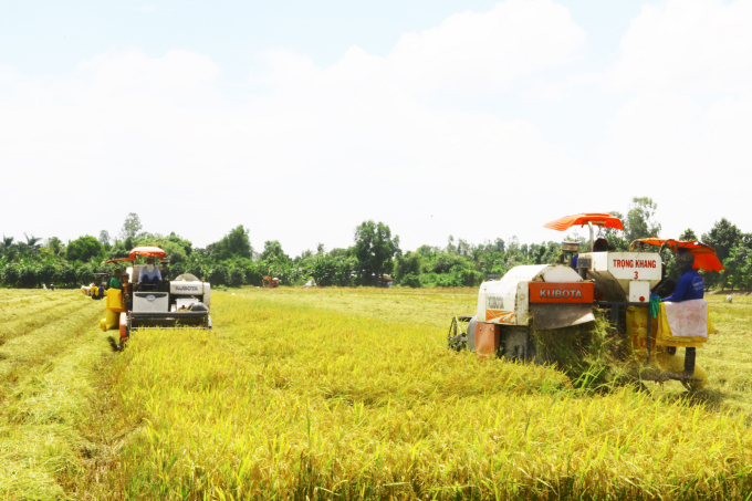 Dự án TRVC dự kiến hỗ trợ phát triển sinh kế cho khoảng 300 nghìn hộ nông dân trồng lúa ở vùng ĐBSCL. Ảnh: Kim Anh.