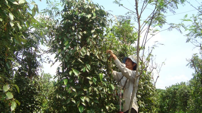 It is necessary to involve the whole system, including the central agencies, local authorities, businesses, and farmers to ensure the sustainable development of pepper cultivation. Photo: Hong Thuy.