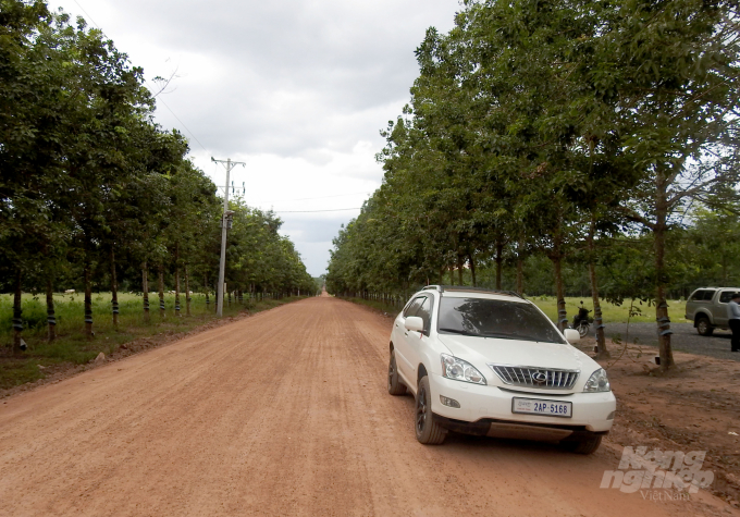 Cao su trong khu vực dự án của Chư Sê - Kampong Thom. Ảnh: Thanh Sơn.