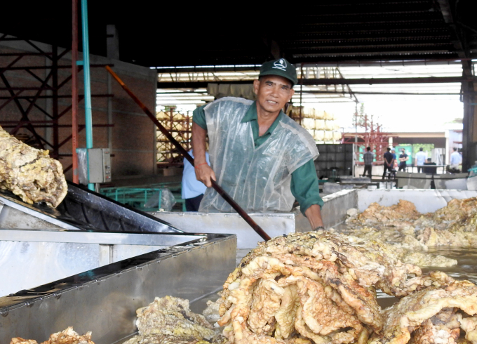 Nhà máy chế biến mủ cao su của Công ty TNHH Phát triển cao su Tân Biên - Kampong Thom. Ảnh: Thanh Sơn.