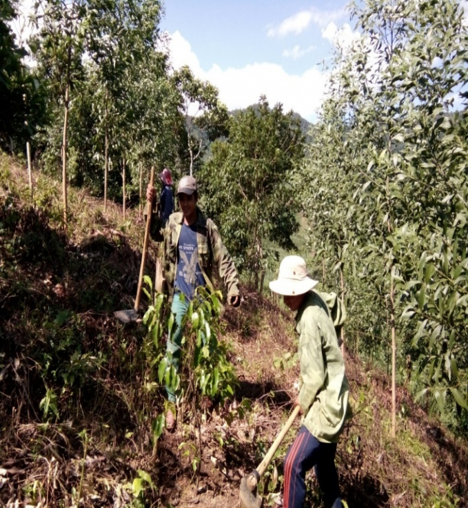 Người dân tham gia thực hiện trồng rừng khôi phục rừng phòng hộ. Ảnh: Dự án Jica 2 Bình Định.