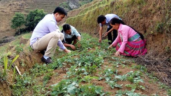 Việc chuyển đổi các diện tích đất trồng lúa kém hiệu quả sang các cây trồng có giá trị cao đang được Lào Cai chú trọng. Ảnh: ST.