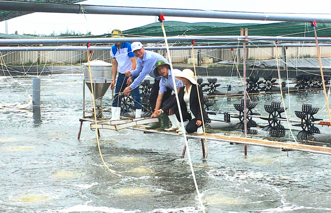 Hiện nay, tỉnh Bến Tre đang thực hiện nhiều chính sách hõ trợ đầu tư phát triển tôm công nghệ cao. Ảnh: Minh Đảm.