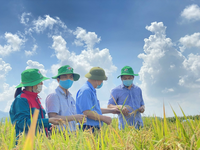 Mô hình trồng lúa hữu cơ hiệu quả cao ở huyện Bình Xuyên, tỉnh Vĩnh Phúc. Ảnh: Huy Bình.