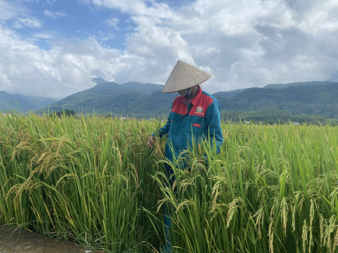 Trồng lúa hữu cơ thu nhập cao hơn sản xuất lúa thông thường 1,8 triệu đồng/ha. Ảnh: Huy Bình.