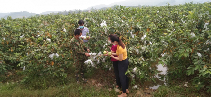 Lãnh đạo Hội Nông dân tỉnh Thanh Hóa thăm mô hình ổi lê ở Quý Hương (xã Hà Long) trồng theo tiêu chuẩn VietGAP. Ảnh: Lê Cương.