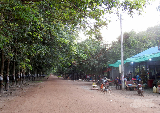 Một con đường rộng rãi ở khu vực dự án của Công ty Cổ phần Cao su Bà Rịa - Kampong Thom. Ảnh: Thanh Sơn.