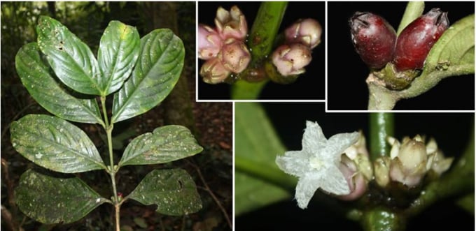 Đặc điểm nhận dạng loài Xú hương bidoup (Lasianthus bidoupensis V.S. Dang & Naiki).
