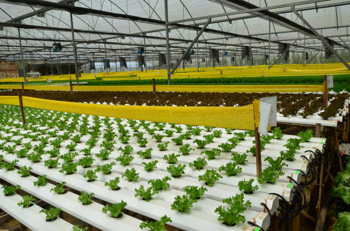 Growing hydroponic vegetables at Lang Biang Farm. Photo: Duong Dinh Tuong.