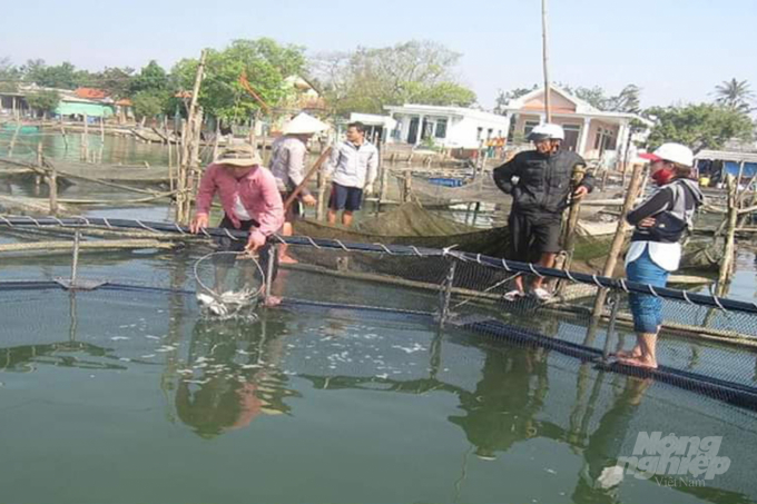 Người dân vớt cá chết trong các lồng nuôi tại xã Hải Dương, Huế. Ảnh: Công Điền.