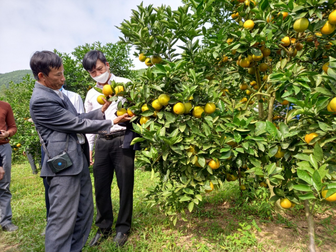 Chính sách mới của Nghệ An sẽ tạo đà và lực mới cho liên kết sản xuất, nâng cao các sản phẩm nông sản chủ lực của tỉnh này. Ảnh: KNNA.