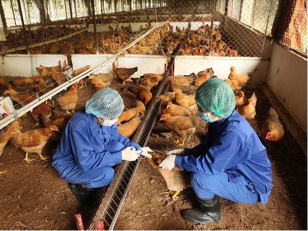 Việt Nam được xác định là một trong những điểm nóng toàn cầu có nguy cơ rất cao xuất hiện các tác nhân gây bệnh truyền nhiễm từ động vật sang người. Ảnh minh họa.