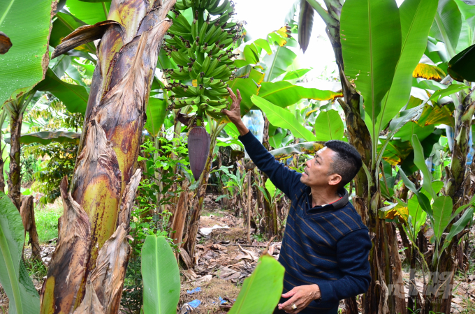 Kiểm tra buồng chuối mới trỗ ở HTX LaBa Banana Đạ K’Nàng (huyện Đam Rông, tỉnh Lâm Đồng). Ảnh: Dương Đình Tường.