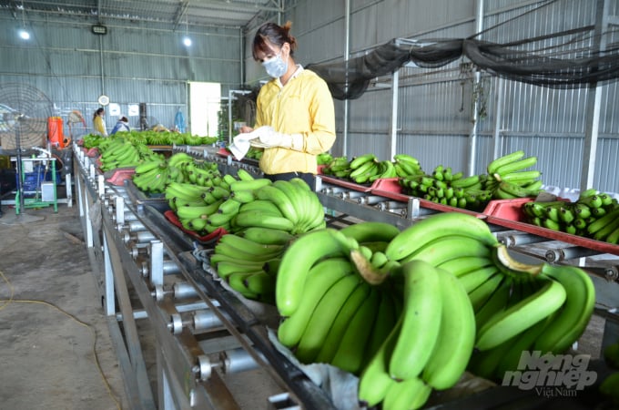 Dán tem vào chuối xuất khẩu ở HTX LaBa Banana Đạ K’Nàng (huyện Đam Rông, tỉnh Lâm Đồng). Ảnh: Dương Đình Tường.