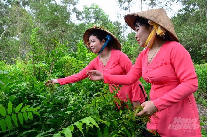 Hái rau rừng ở Khu du lịch Cánh đồng bất tận tại huyện Mộc Hóa, tỉnh Long An. Ảnh: Dương Đình Tường.