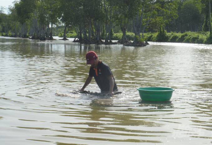 Nhiều người dân nhận giao khoán rừng ở ven biển An Biên - An Minh, kết hợp nuôi thủy sản dưới tán rừng, luôn có ý thức bảo vệ rừng để phòng chống thiên tai, bảo vệ chính sinh kế của gia đình. Ảnh: Trung Chánh.