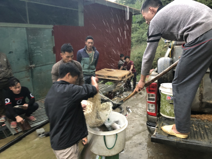 Thương lái thu mua cá hồi của người dân ở xã Ngũ Chỉ Sơn (Sa Pa, Lào Cai). Ảnh: QD.
